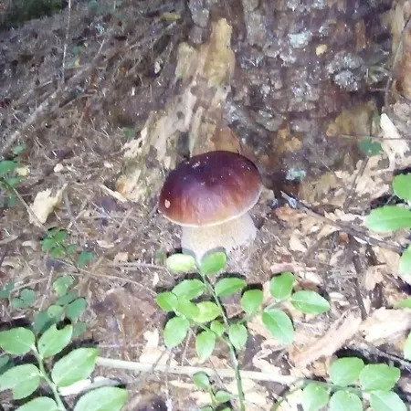 Affittacamere у власія *