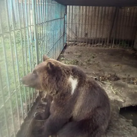 у власія
