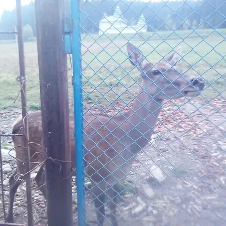 у власія Affittacamere Putyla