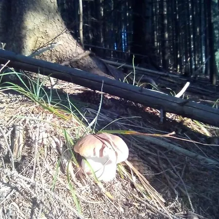 Гостевой дом у власія Putyla