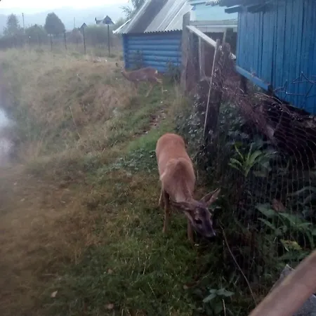 Affittacamere у власія