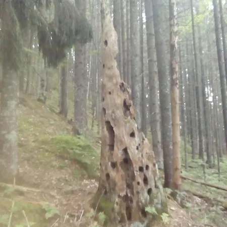 у власія Putyla