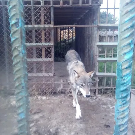 у власія * Putyla