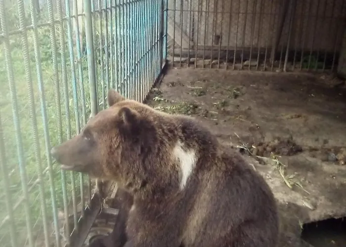 у власія