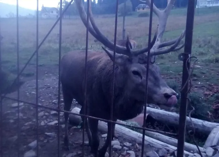 у власія *