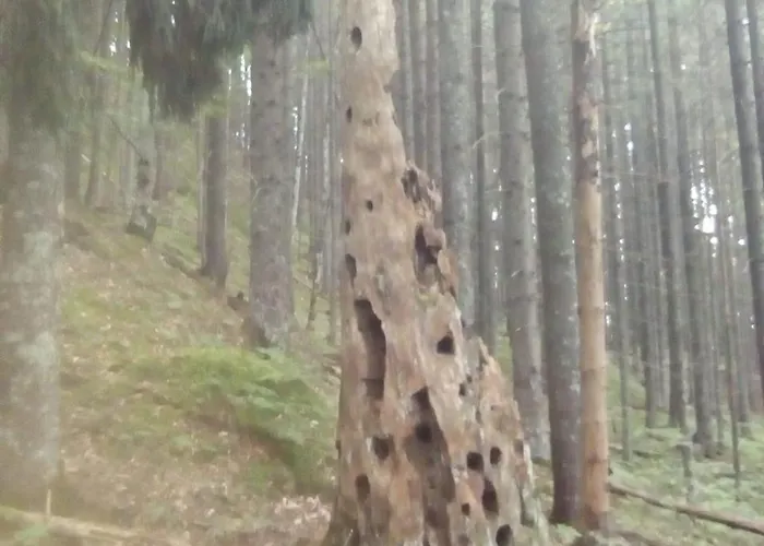 у власія Putyla